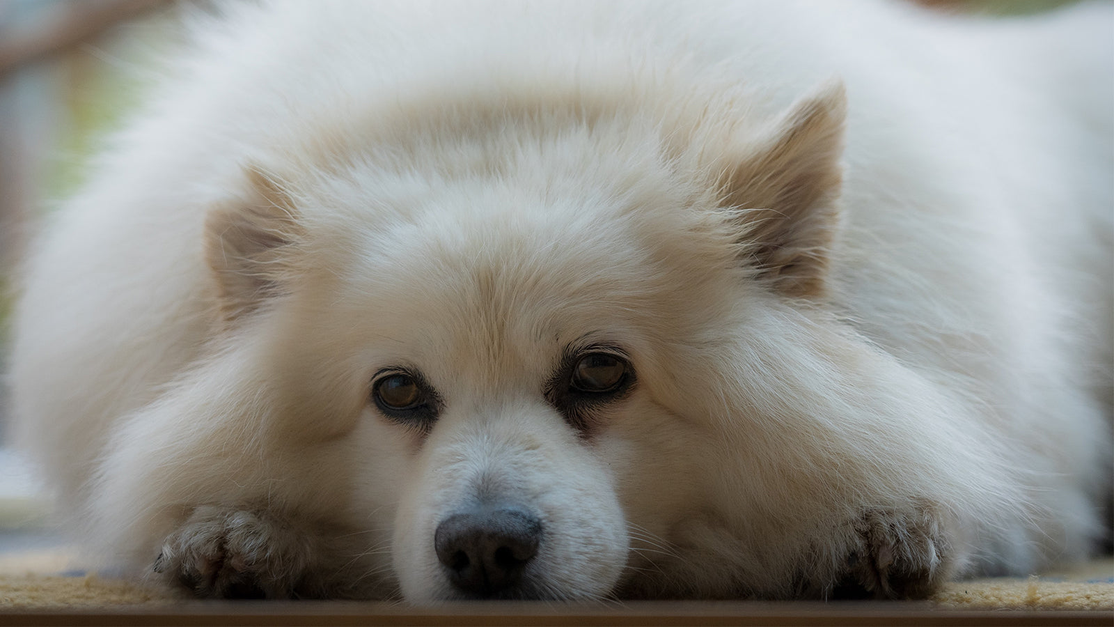 A Guide for Pet Parents: Can The Dogs Get The Depression?