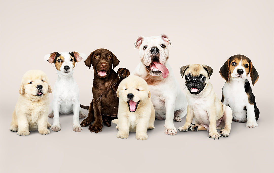 ペット初心者さんにおすすめの犬種|ライフスタイルに合った犬の選び方 – BELLA & PAL Official Website