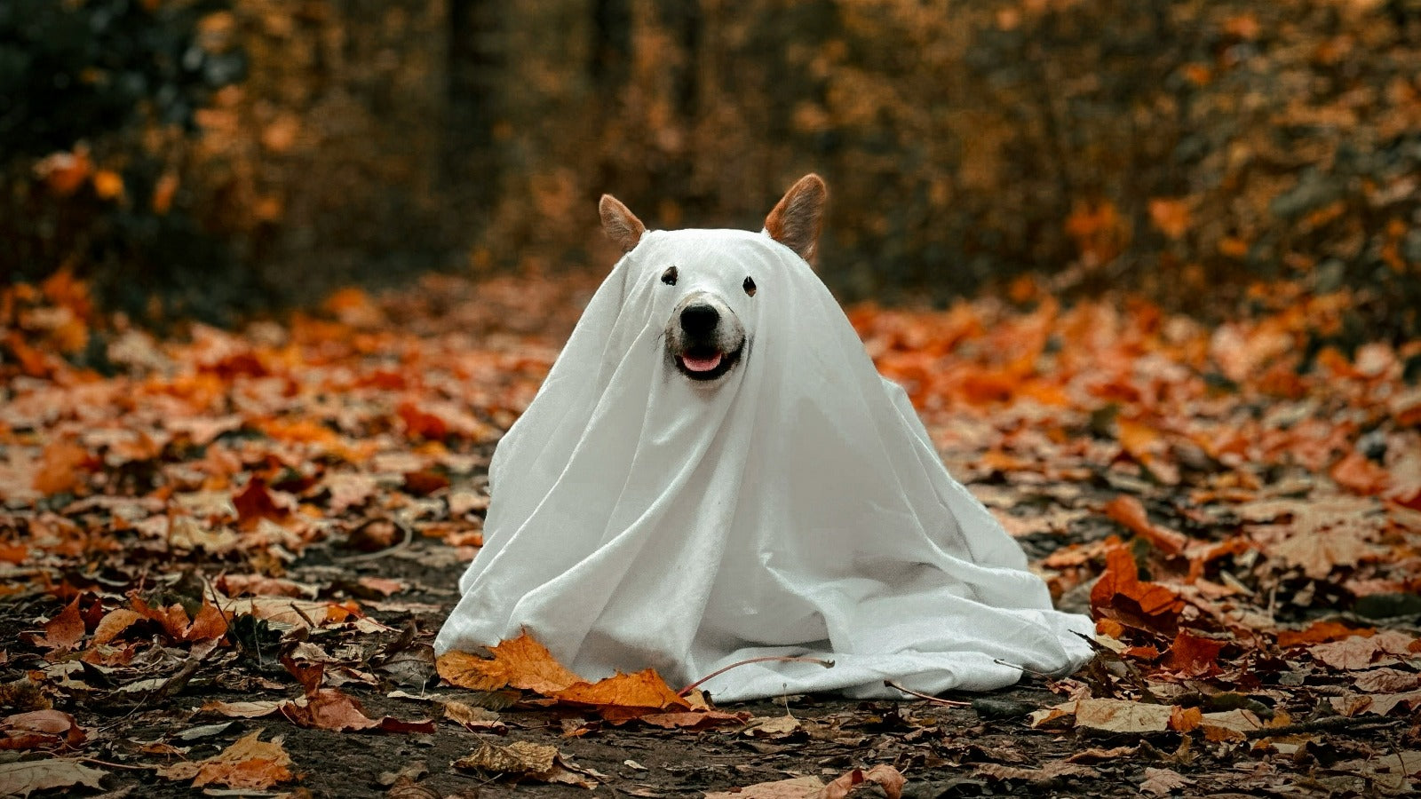 Trick-or-Treat Ready: Gear Up Your Dog for a Spooky Safe Halloween