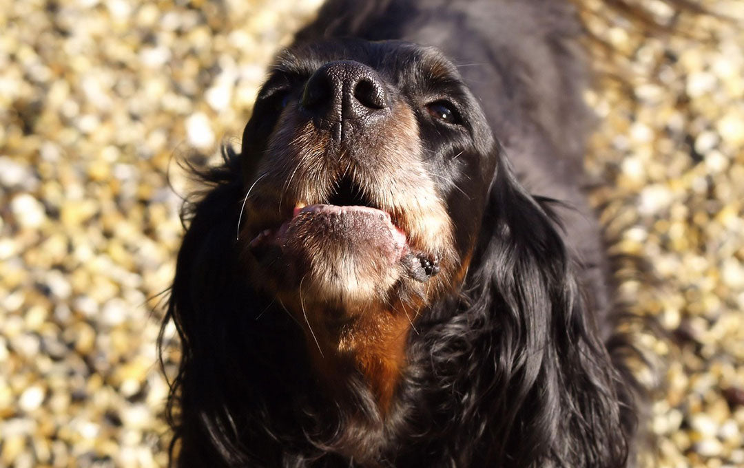 How to Stop Your Dog from Barking Excessively