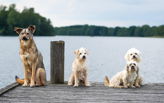 Small Dogs vs. Large Dogs: Which is Better for Your Lifestyle?