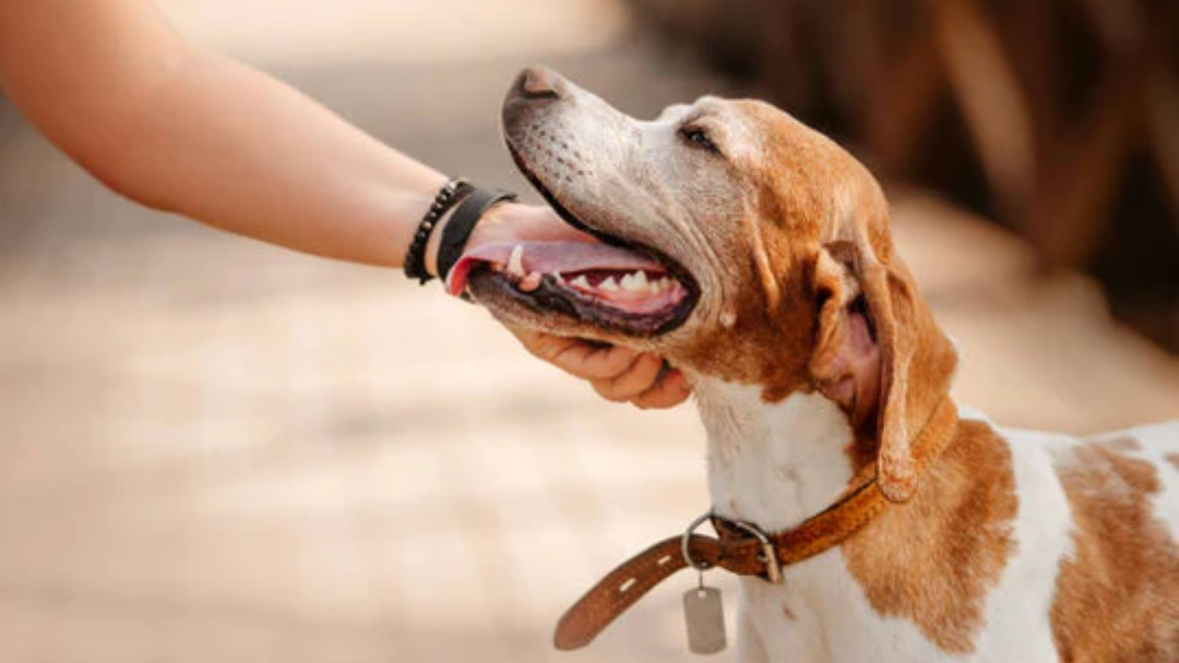 Unleashing Fun: A Pawsitively Pawfect Guide to Training Your Dog with Collars and Leashes