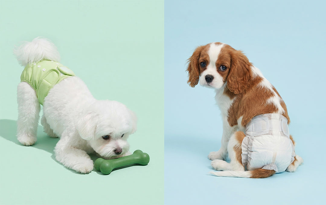 Washable vs Disposable Female Dog Diapers: Which Is Safer for Long-Term Use?