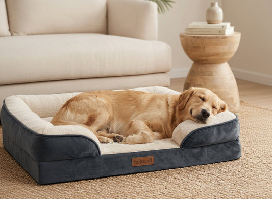 The Complete Guide to Choosing an Orthopedic Dog Bed for Senior Dogs