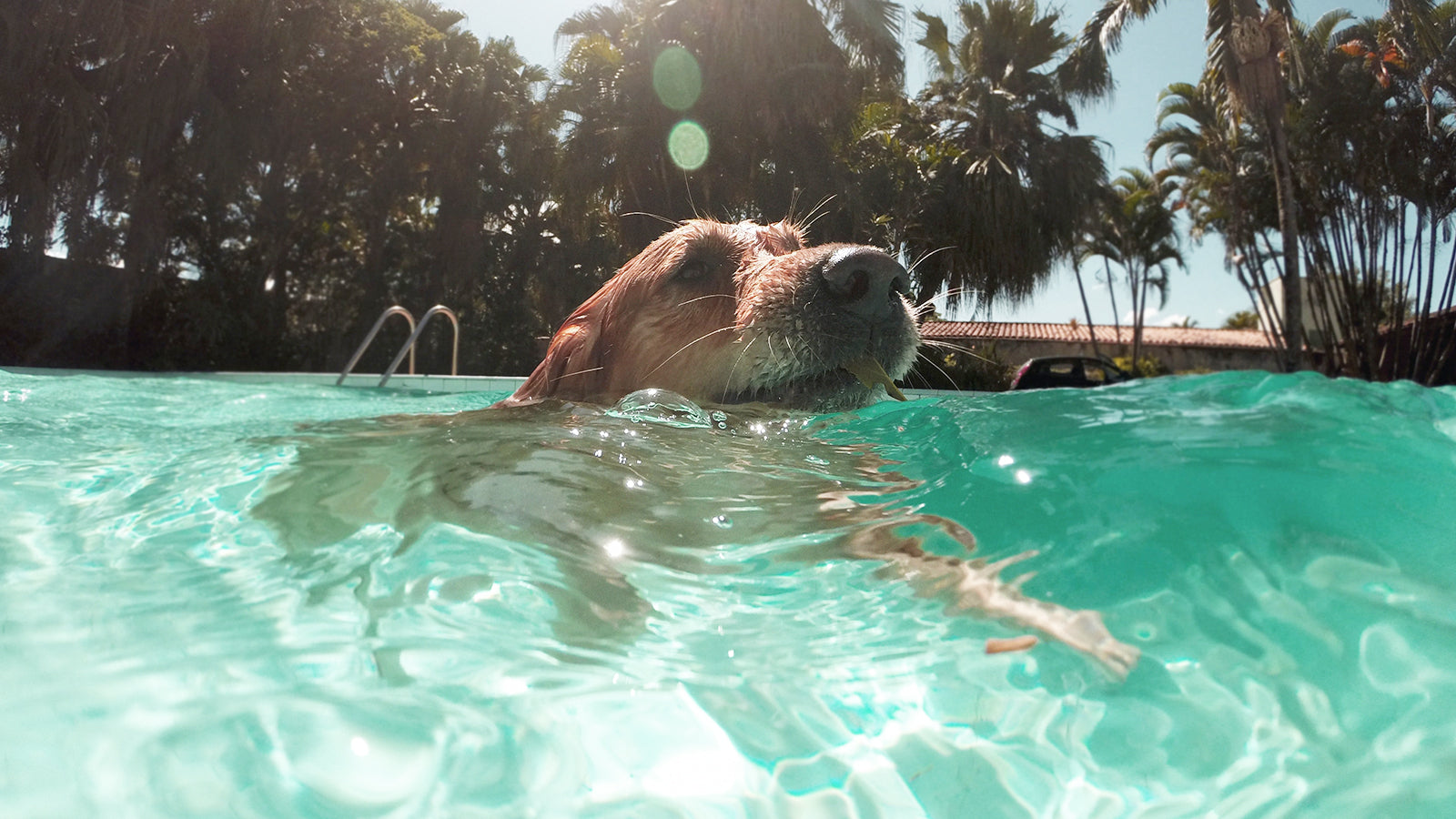 與您的小狗一起度過一個有趣的夏天的最佳 5 個想法