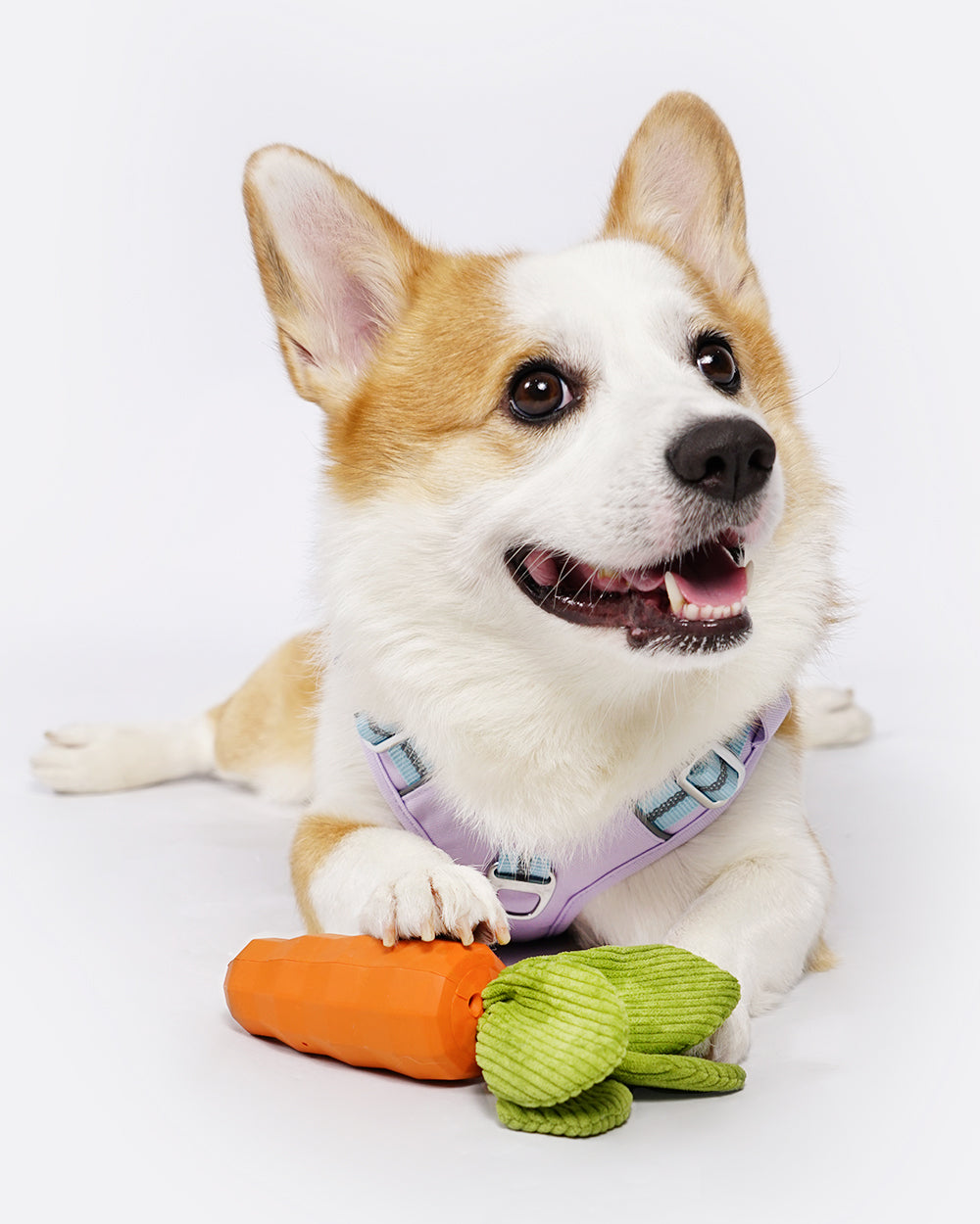 Squeaky Rubber Chew Dog Toy - Orange Carrot