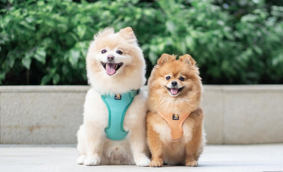 OxyMesh Velcro Step-in Harness and Leash Set