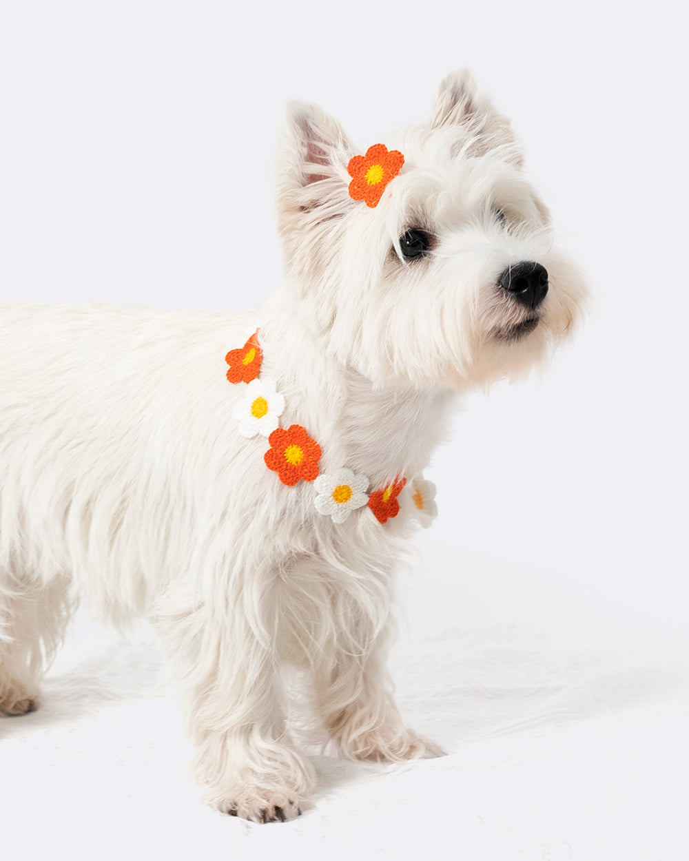 A dog hair clip and necklace combo for small and medium dogs with long hair, such as West Highland White Terrier, golden retriever, Shih Tzu, Yorkshire