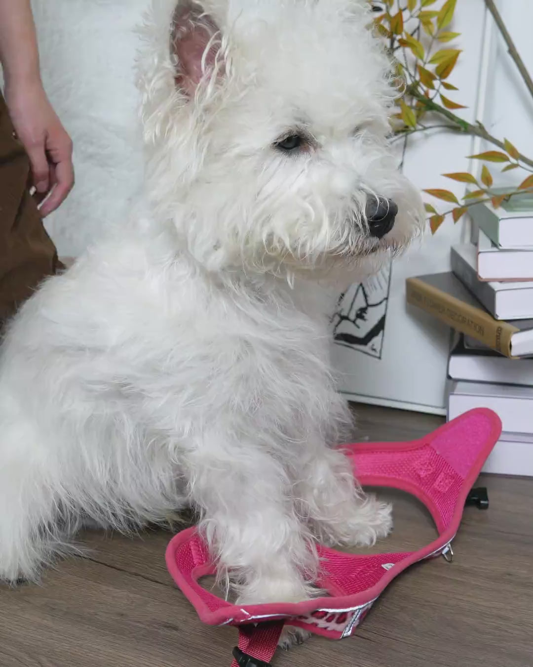 オキシメッシュ ベルクロ ステップインハーネスセット - ファントムピンク レオパード