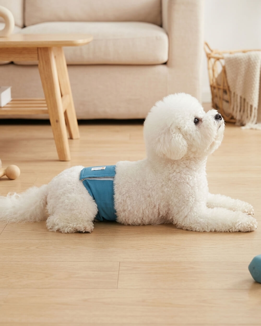 Washable Male Dog Belly Band Set - Teal Ease