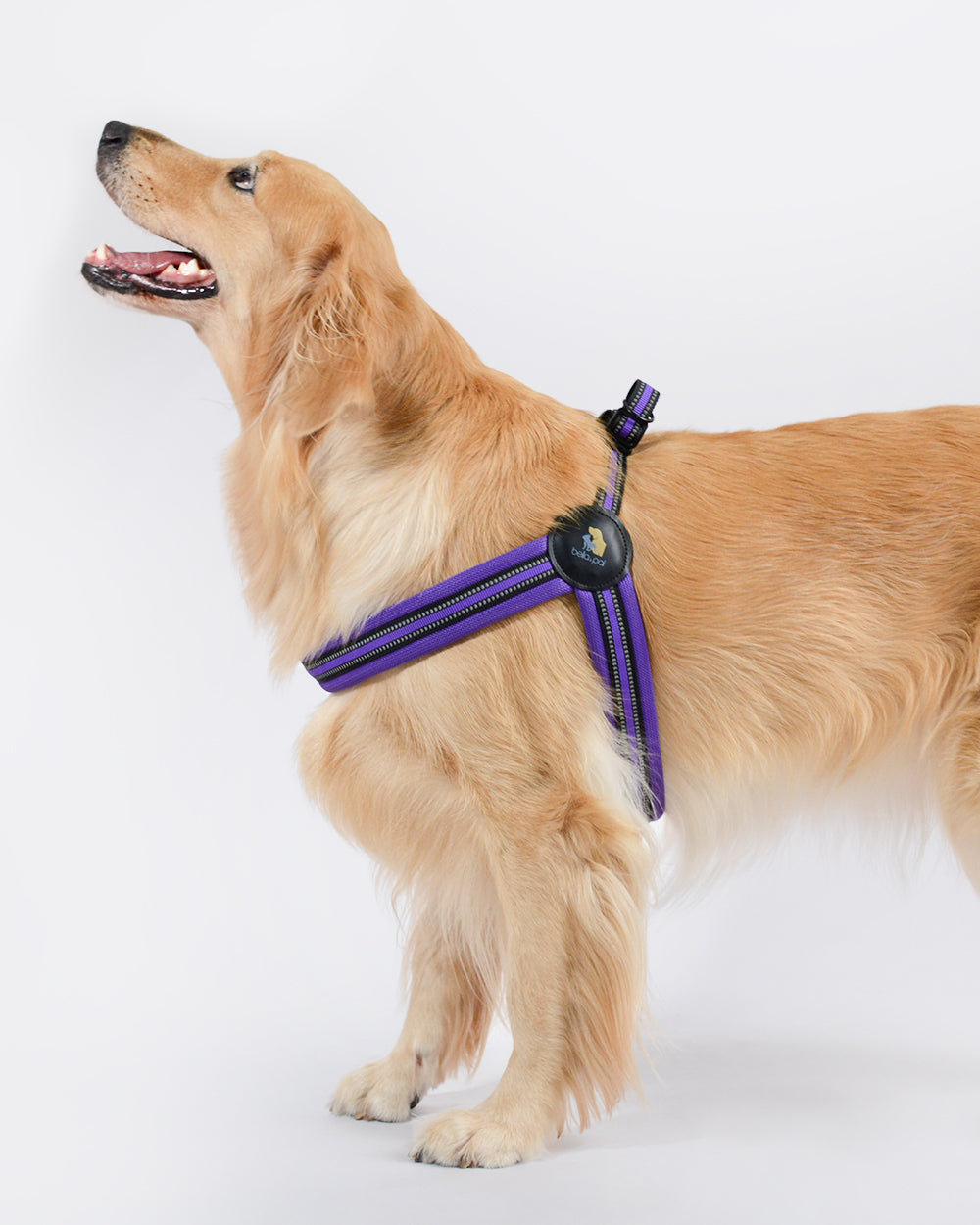Simply Go Step-in Dog Harness - Violet
